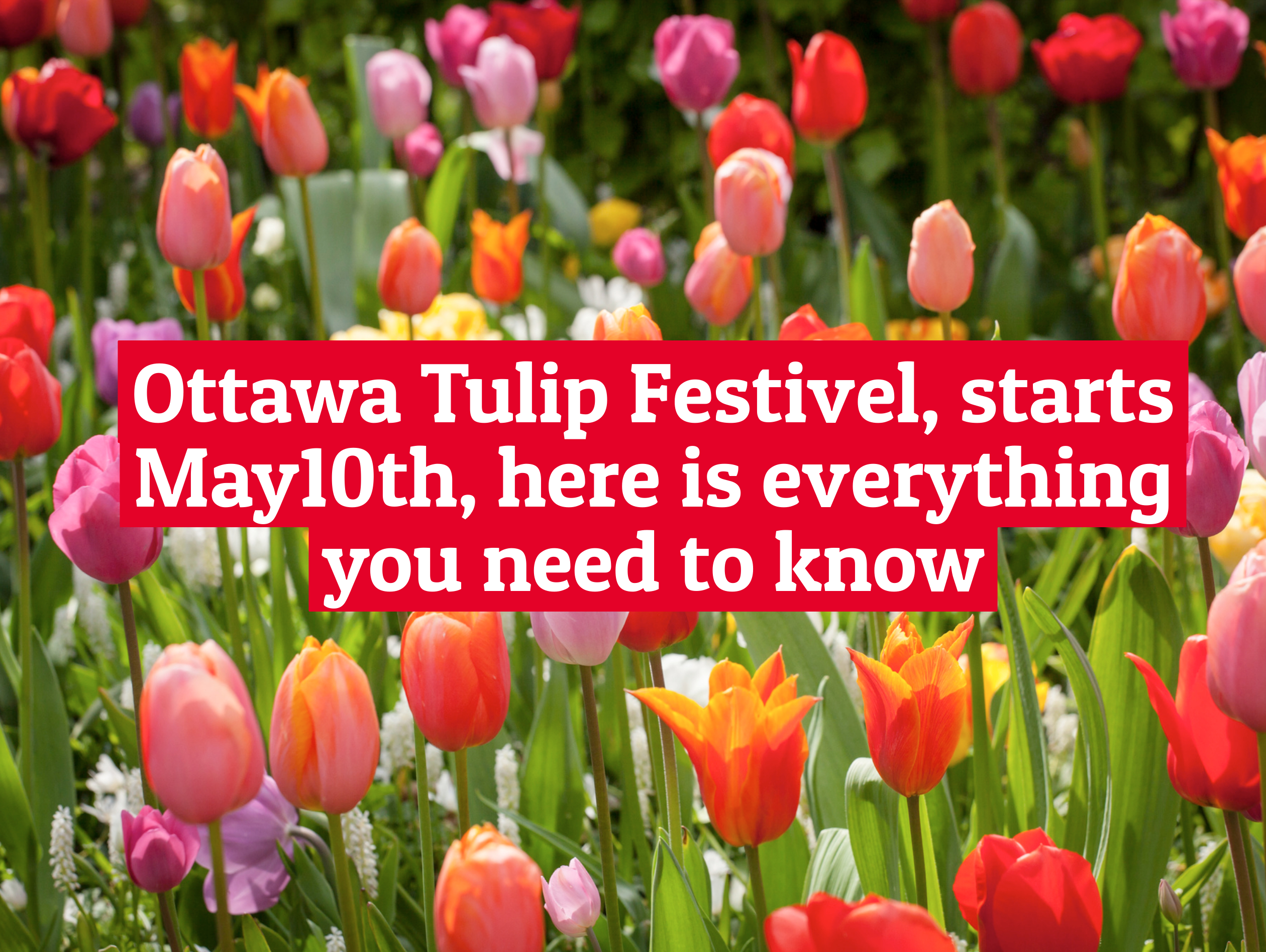 Ottawa Tulip Festival Kicks Off May 10: Your Ultimate Guide to Parking, Prices & More