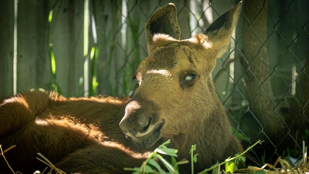 Toronto Zoo to Receive Blind Baby Moose Following Province’s Approval for Transfer from Ottawa