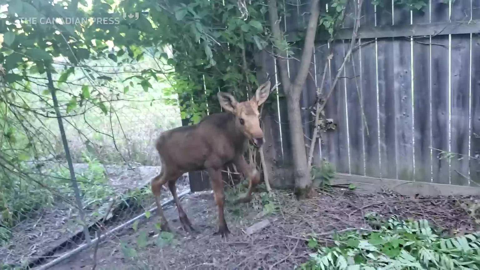 Video Clip: Meet Cedar, the blind child moose now at the Toronto Zoo